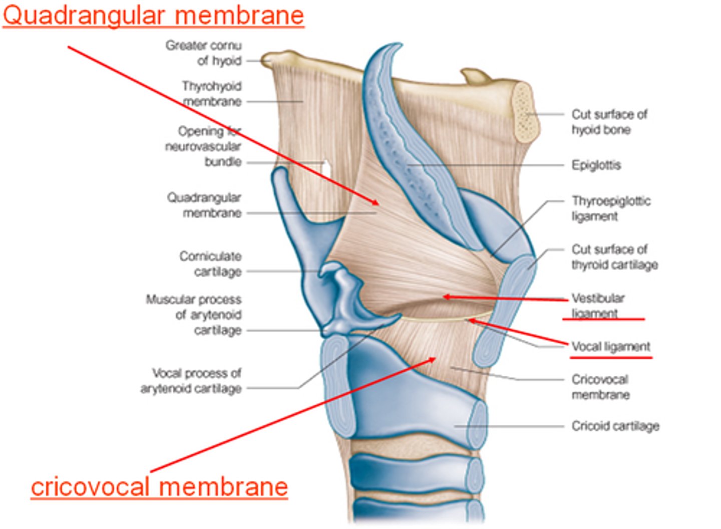 <p>lateral side of the epiglottis</p><p>all the way to the ventricular fold (lower part of fibroelastic membrane)</p>