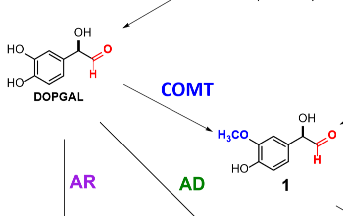 <p>Recognizes catechols &amp; converts one of the OHs to an ester</p>