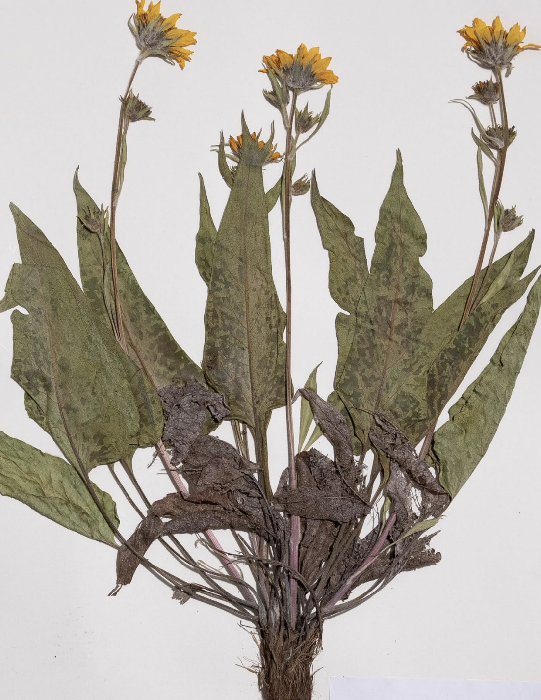 <p>What is this plant’s scientific name?</p>