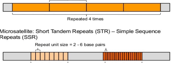 <p>Tandem Repeat Elements - Satellite DNA</p>