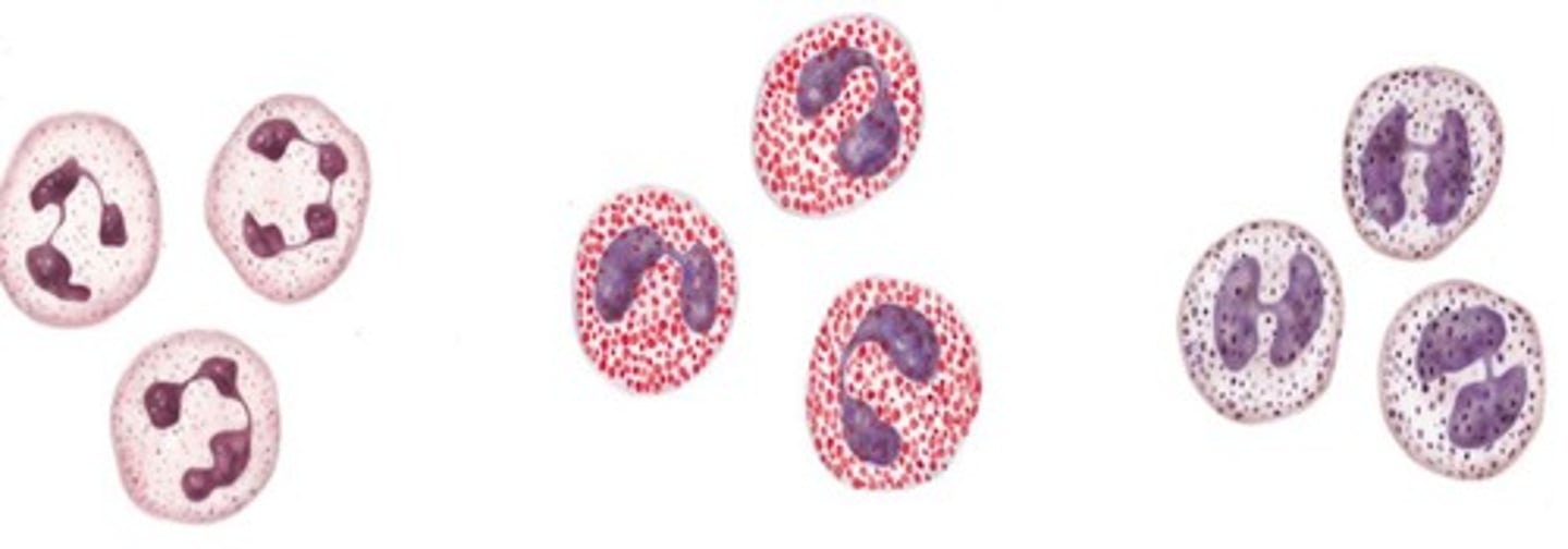 <p>White blood cells involved in immune response.</p>