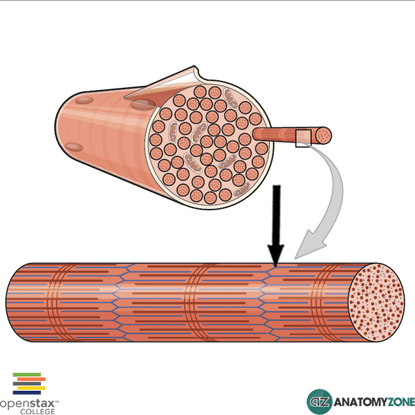 <p><span style="background-color: transparent;"><span>The lateral boundary of the sarcomere where the myofilament actin attaches</span></span></p>