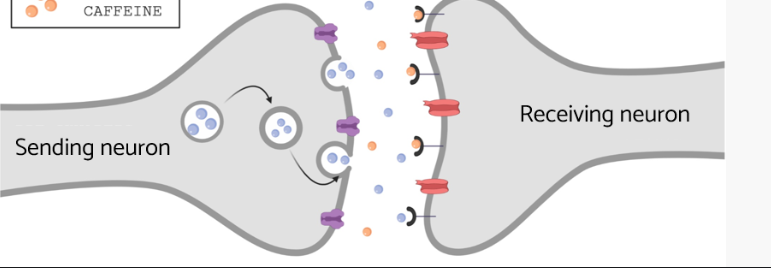 <p>Caffeine is an adenosine receptor antagonist</p>