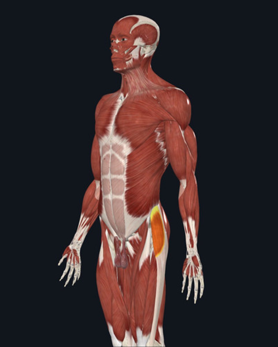<ul><li><p><u>Origin:</u>&nbsp;Ilium</p></li><li><p><u>Insertion:</u>&nbsp;Iliotibial tract (IT band)</p></li><li><p><u>Action:</u>&nbsp;Hip abduction</p></li></ul><p></p>