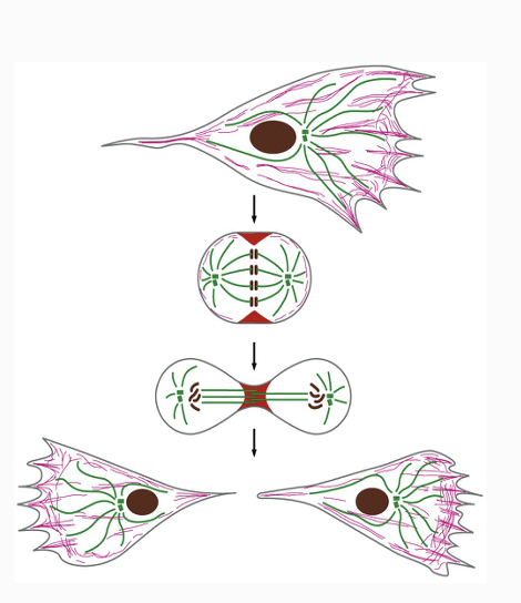 <p><span>Stabilizes plasma membrane &amp; maintains cell shape&nbsp; (A)</span></p><p style="text-align: left;"><span>Hold cells together (A; I)</span></p><p style="text-align: left;"><span>Anchor organelles (A; T)</span></p><p style="text-align: left;"><span>Movement of vesicles (A; T)</span></p><p style="text-align: left;"><span>Cell movement (A)</span></p><p style="text-align: left;"><span>Changes during mitosis</span></p><p><span>–Segregation of chromosomes (T)</span></p><p><span>–Pinching cell apart into two new cells (A)</span></p><p></p><p><span>******************************************************</span></p><p><span>A = actin;&nbsp; I = intermediate filaments;&nbsp; T = microtubules</span></p><p style="text-align: left;"><span>Pink lines represent actin filaments;&nbsp; Green lines represent microtubules</span></p><p style="text-align: left;"><span>Motor proteins are needed to move vesicles</span></p>