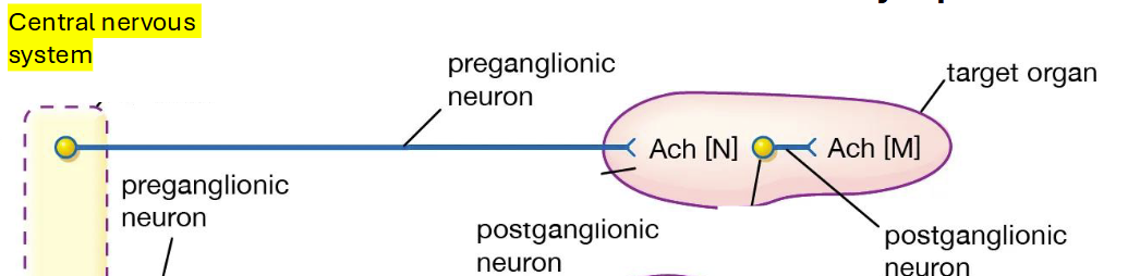 <p>Parasympathetic Somatic Nervous System</p>