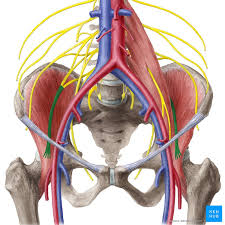 <p>šlauninis nervas</p>