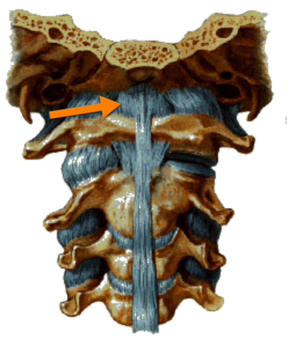 <p>between atlas and occipital condyles</p>