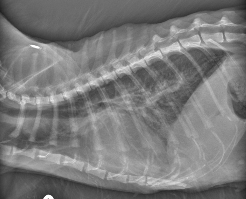 <p>Cat- what sided heart failure</p>