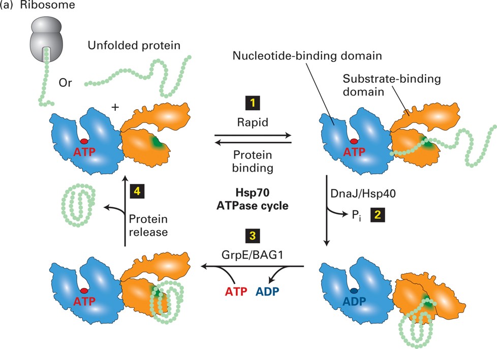 <p>Hsp70 is ATP binding, Hsp40 is substrate binding and GrpE is Nucleotide exchange factor</p>