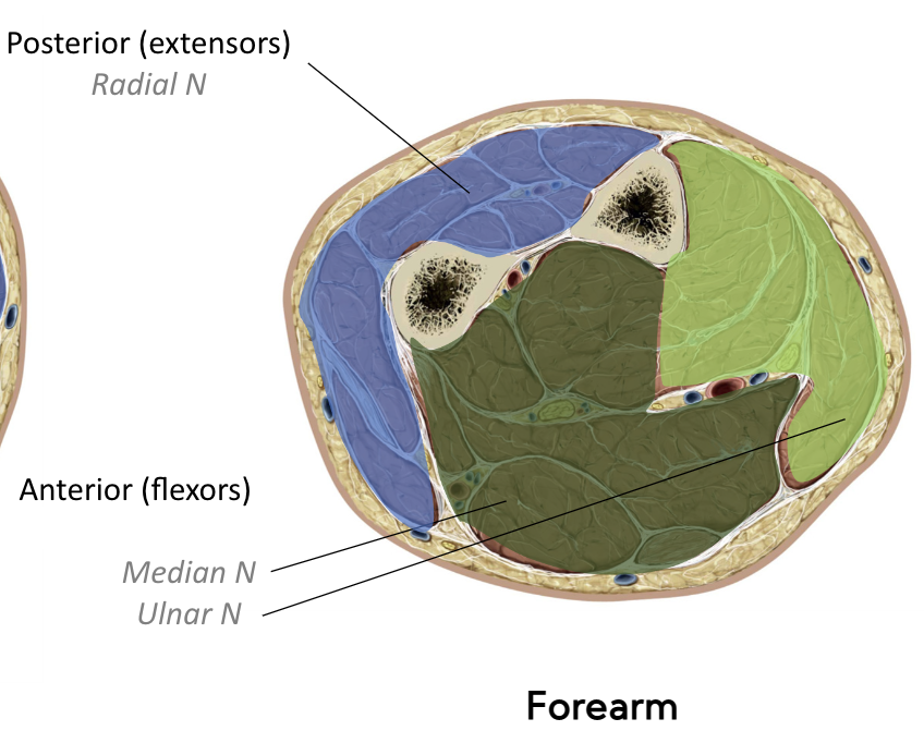 Posterior (extensors)

* radial nerve 

\
Anterior (flexors)

* Median nerve 
* Ulnar nerve 