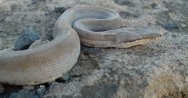 split jaw snakes (alethinophidia)

\

1. have maxillary (upper jaw) bones that are divided by a joint into anterior and posterior sections
2. mandibles are jointed and both upper and lower jaws can be bent around prey