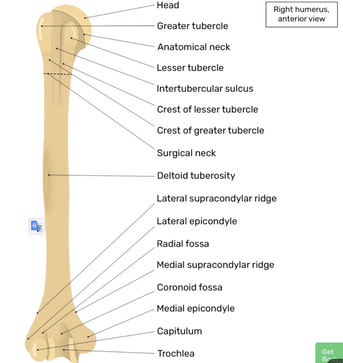 <ul><li><p><strong>Caput humeri</strong></p></li><li><p><strong>Collum anatomicum</strong></p></li><li><p><strong>Tuberculum majus</strong></p></li><li><p><strong>Tuberculum minus</strong></p></li><li><p><strong>Collum chirurgicum</strong></p></li><li><p><strong>Corpus humeri</strong></p></li></ul><p></p>