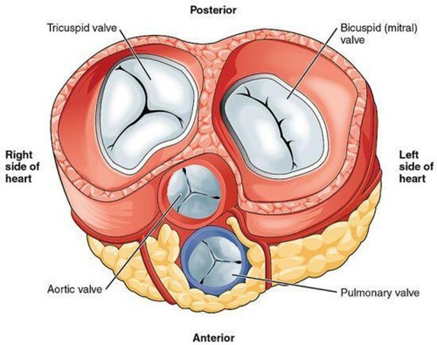 <p>Atrioventricular valves (tricuspid and bicuspid) and semilunar valves (aortic and pulmonary).</p>