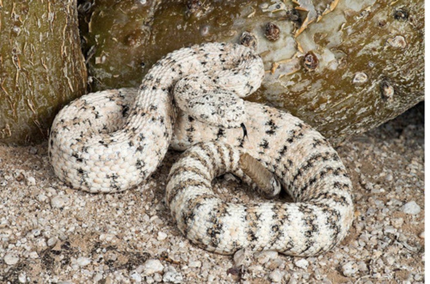 <p>Southwestern Speckled Rattlesnake</p>