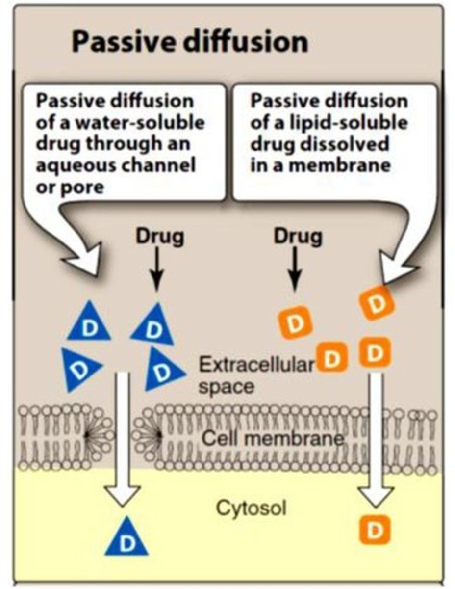<p>Movement of drugs across membranes without energy, following concentration gradient.</p>