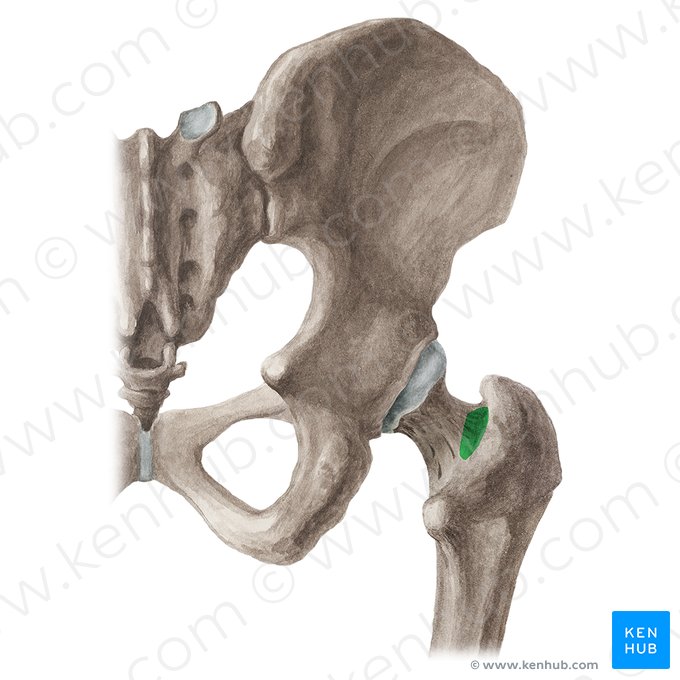 <p>Insertion: obturator externus/internus, superior/inferior gemellus</p>