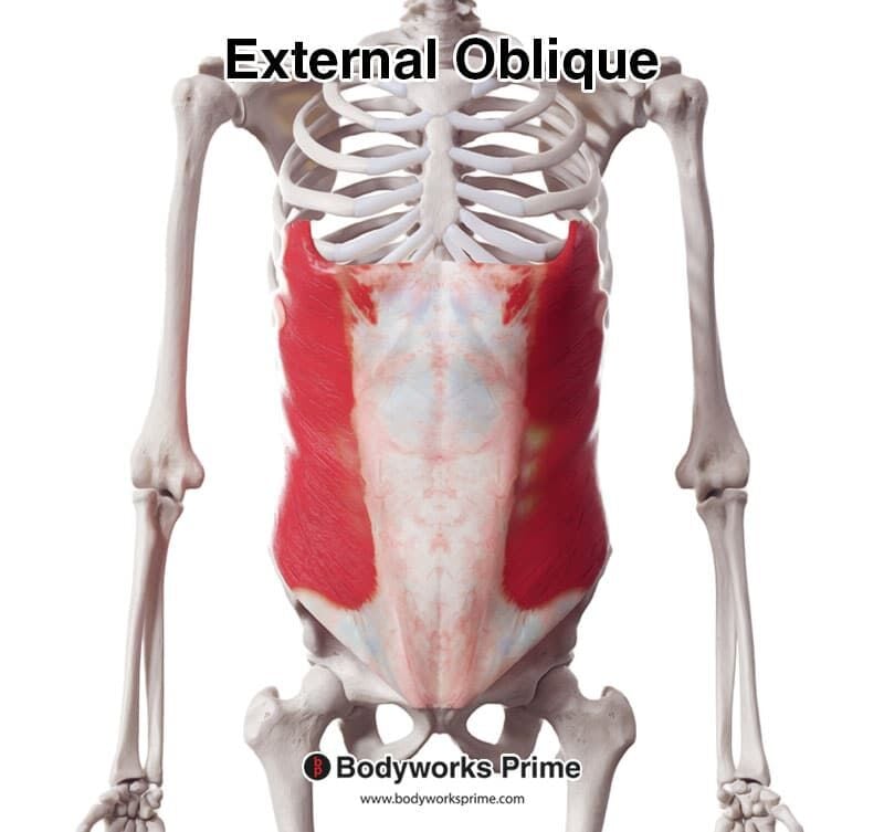 <p>the largest and most superficial of the three flat muscles in the lateral abdominal wall. It plays a critical role in trunk movement, core stability, and the protection of internal organs.&nbsp;</p>