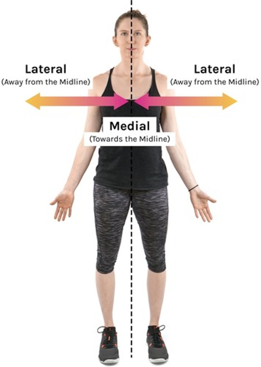 <p>Medial- towards the midline of the body</p><p>Lateral- away from the midline of the body</p>