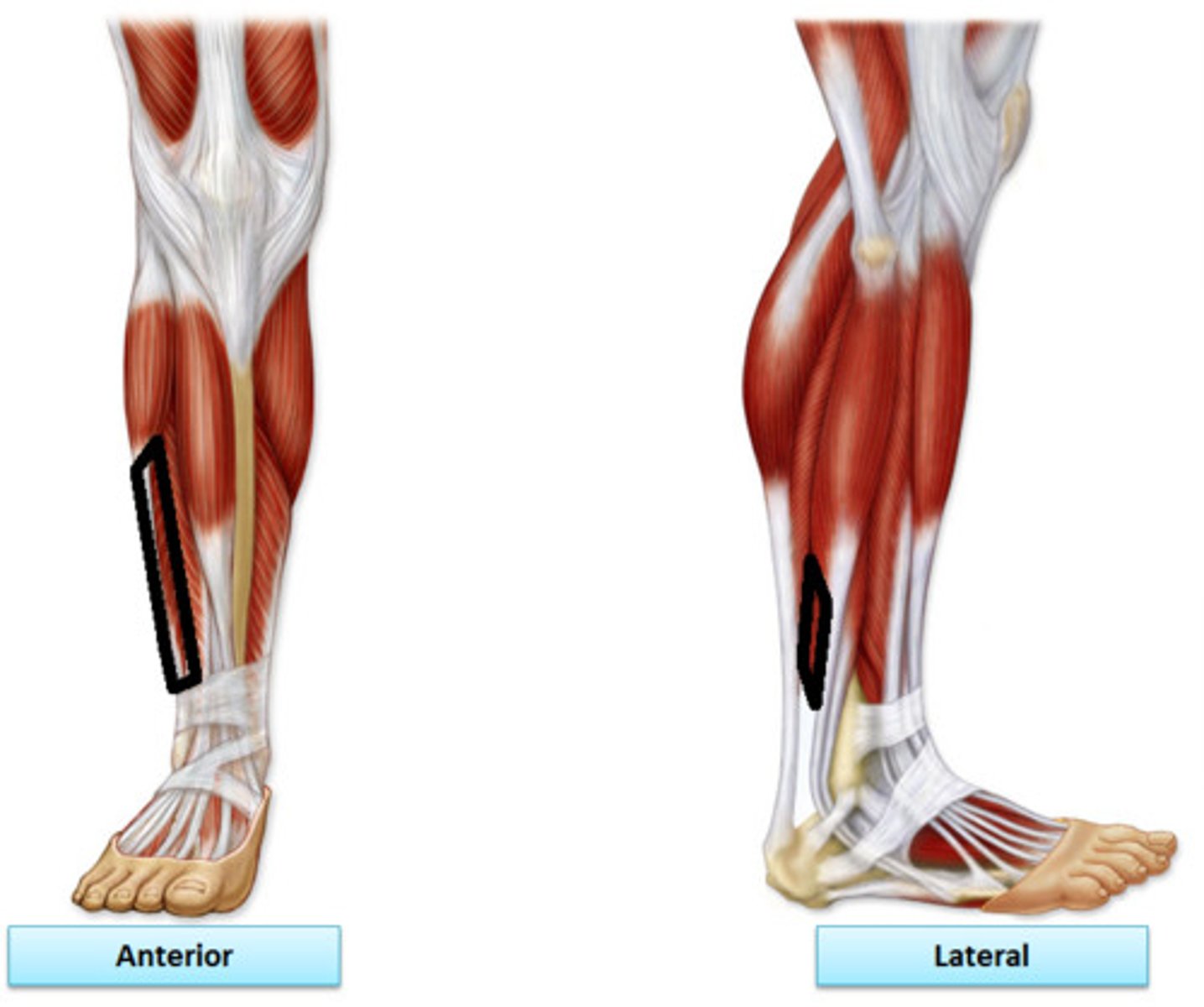 <p>Origin: middle part of lateral surface of fibula</p><p>Insertion: dorsal surface of tuberosity of base of 5th metatarsal</p><p>Innervation: superficial fibular nerve (<strong>L5</strong>, <strong>S1</strong>, S2)</p><p>Action: evert foot; weakly plantar flex ankle</p>