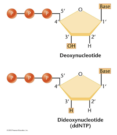 <ul><li><p><span><span>Both dNTPs and ddNTPs are added to the reaction</span></span></p><ul><li><p><span style="background-color: transparent;"><span>Polymerase can add either dNTP or ddNTP equally well (doesn’t favor one over the other)</span></span></p></li></ul></li></ul><ul><li><p><span style="background-color: transparent;"><span>Incorporation of ddNTP causes synthesis of that one new strand to stop&nbsp;</span></span></p><ul><li><p><span style="background-color: transparent;"><span>Another base can’t be added to its 3’ carbon</span></span></p></li></ul></li><li><p><span style="background-color: transparent;"><span>Each ddNTP is labeled a different fluorescent color</span></span></p></li><li><p><span style="background-color: transparent;"><span>Reaction products are a mixture of different length products, each with the last nucleotide labeled according to the identity of the base</span></span></p></li></ul><p></p>