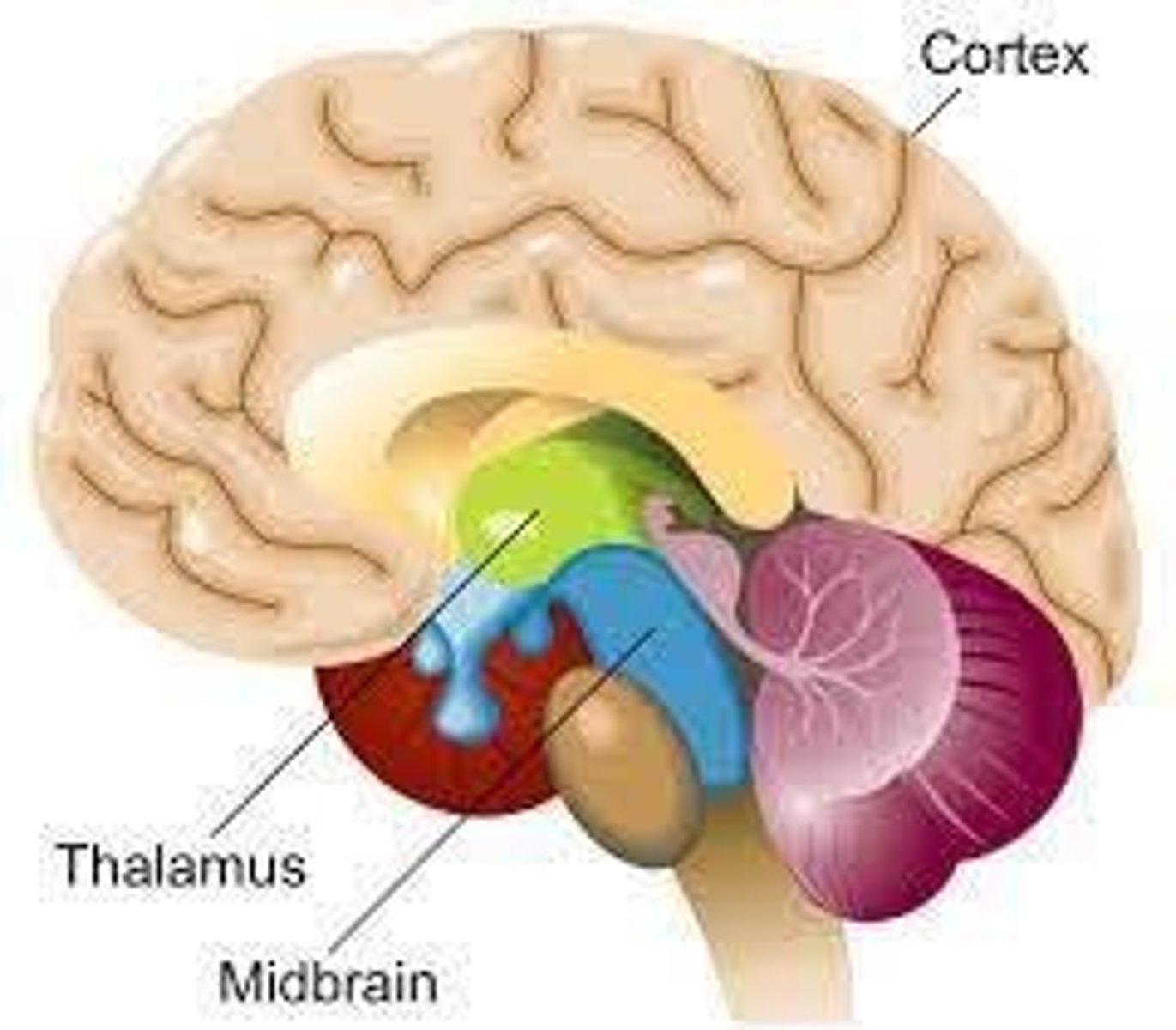 <p>Changes in electrical activity in the brain.</p>
