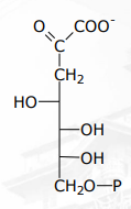 <p>[SHIKIMIC ACID PATHWAY] What is the Step 2 in Shikimic Acid Pathway</p>