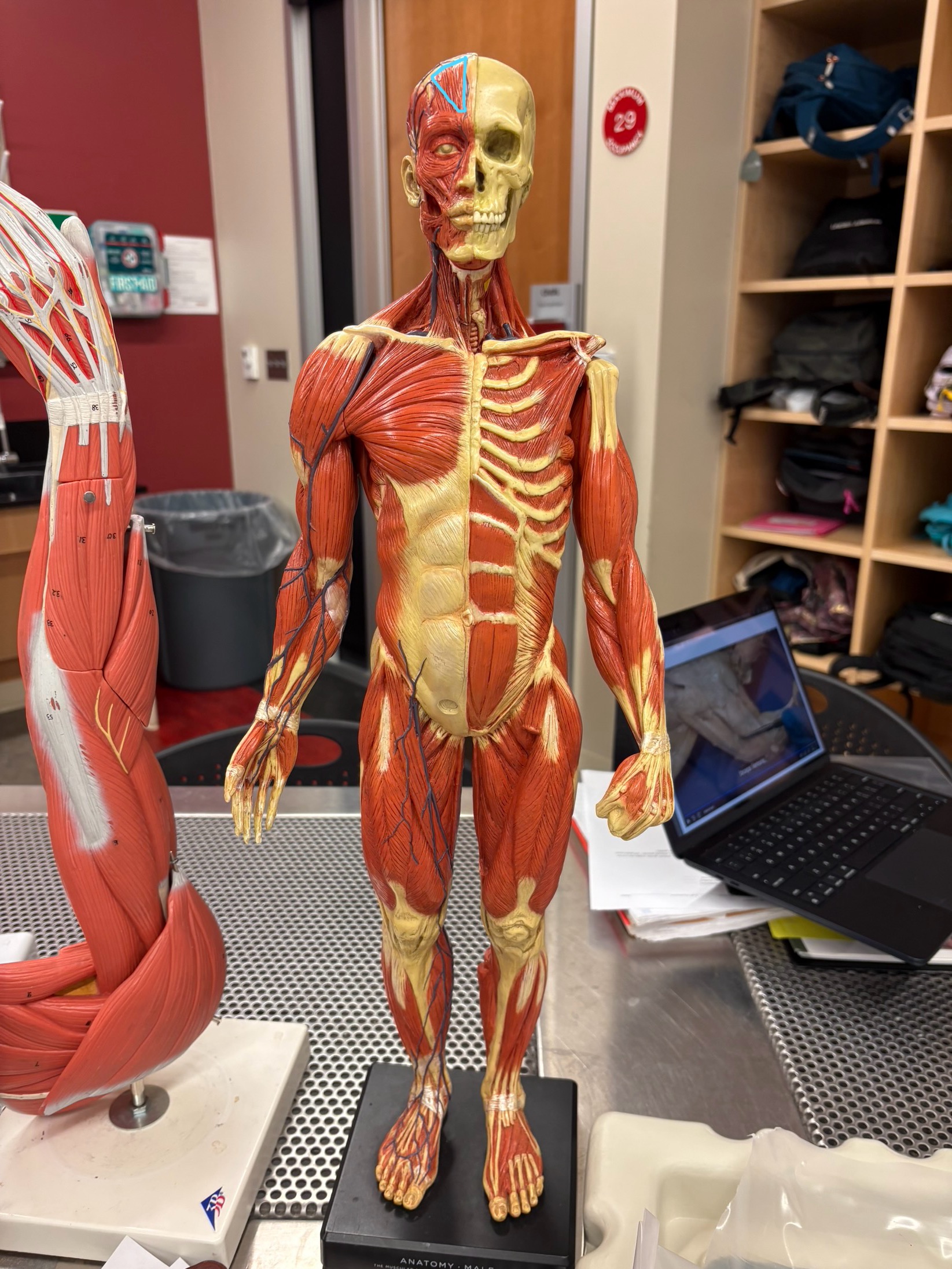 knowt flashcard image