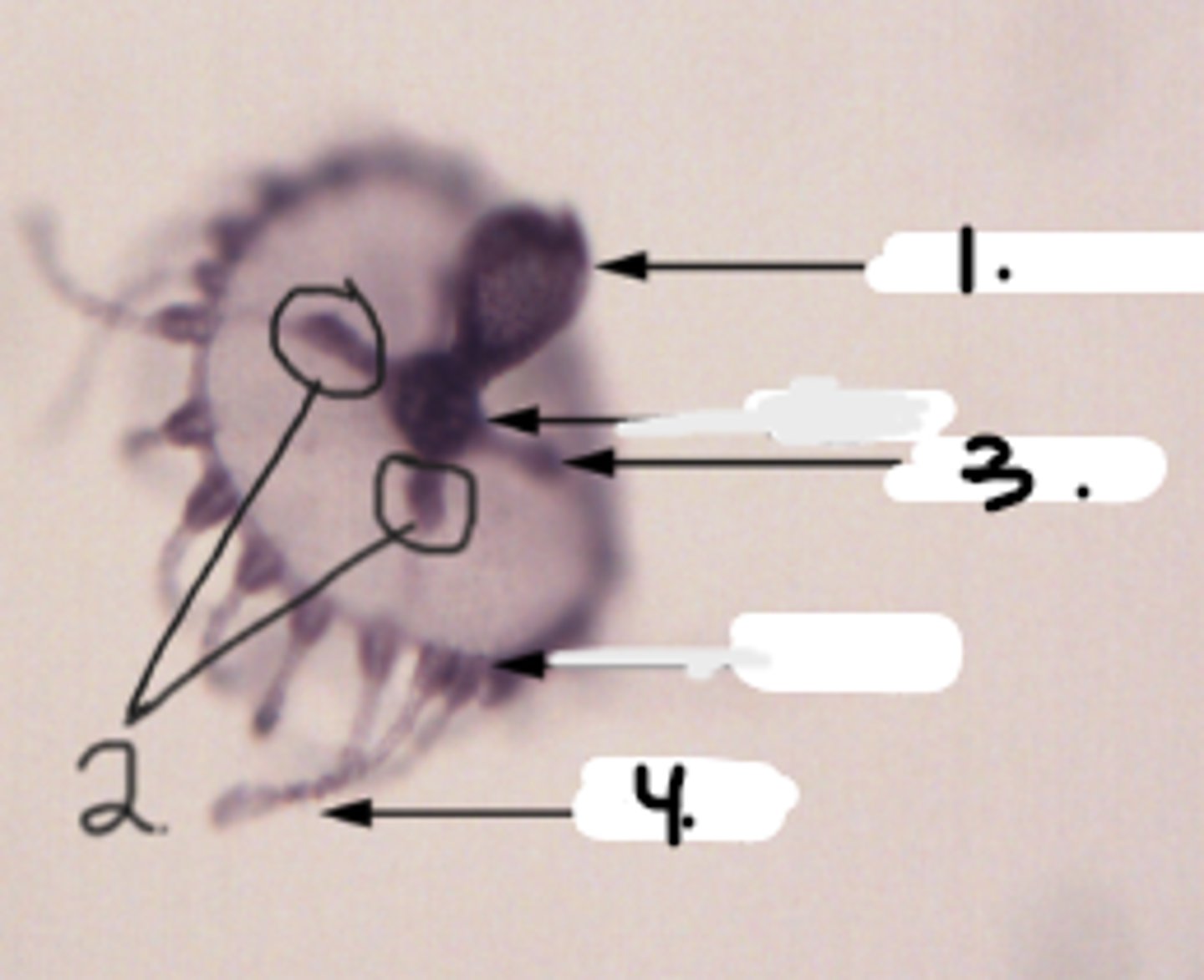 <p>Identify Taxonomy and Structures</p>