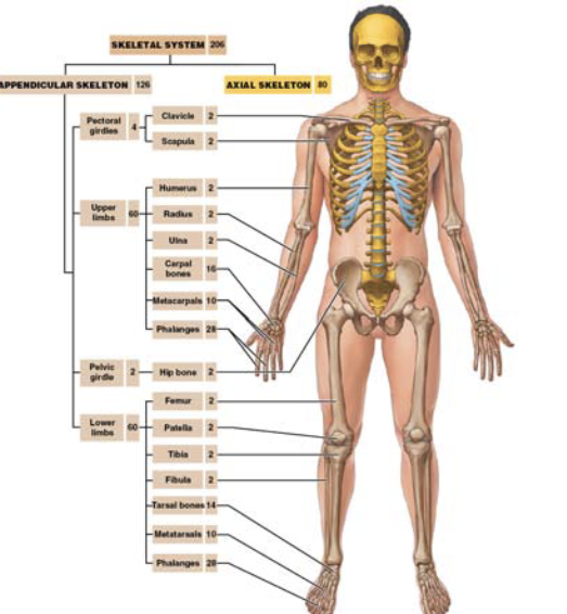 <p>the appendicular skeleton allows you to</p>