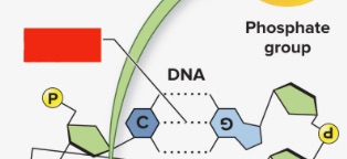 <p>What part of the DNA is shown? </p>