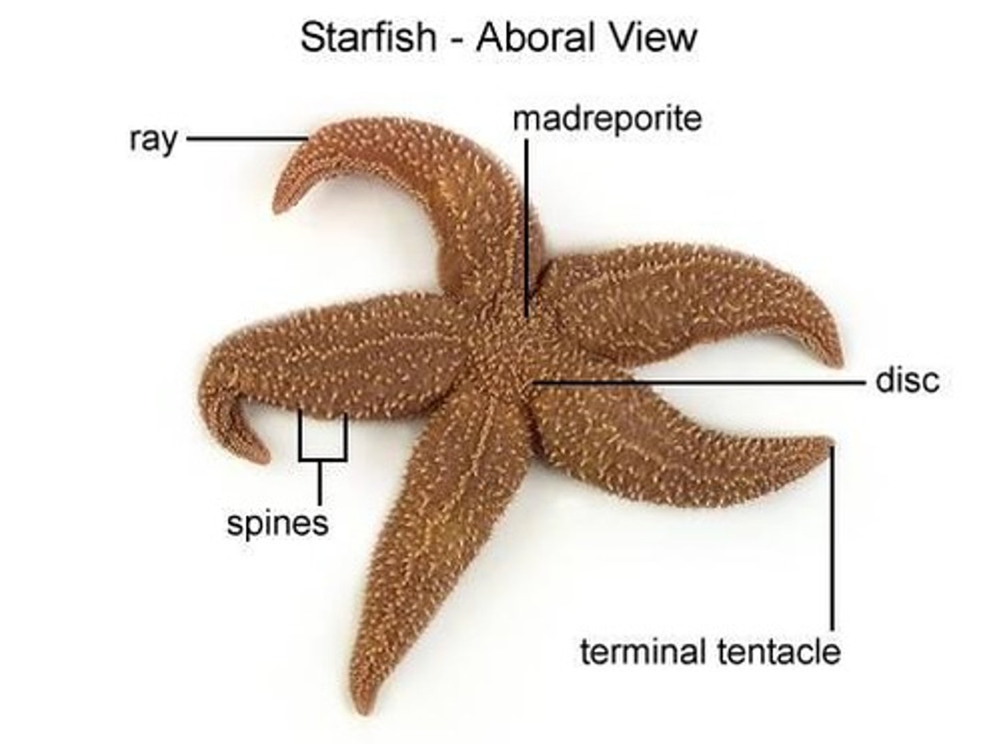 <p>upper surface of the starfish</p>