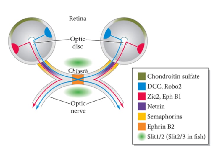 <p>Retinal gangions must migrate through the optic disc and grow out either ipsilaterally (same side, red) or contralaterally (over to the other side, blue). </p><p><strong>* Netrins</strong> are stimulatory, which ensures that the ipsilateral neurons migrate into the optic nerve. </p><p><strong>* Semaphorins</strong> ensure that the contralateral neuron grows out into the opposite optic nerve and guides it into the direction of the chiasm. </p><p><strong>* Robo's and Slits</strong> inhibit the ganglions that do not have to cross the chiasm. </p><p><strong>* Slit 1 and 2</strong> ensure that the crossing of the chiasm is done in an orderly fashion.</p>