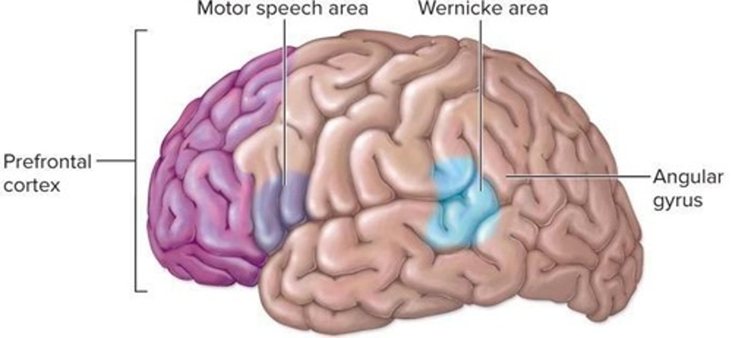 <p>Primarily the prefrontal cortex.</p>