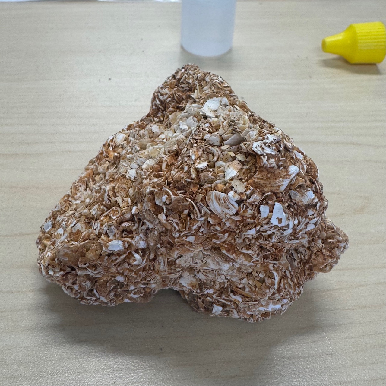 <p>Coquina</p>