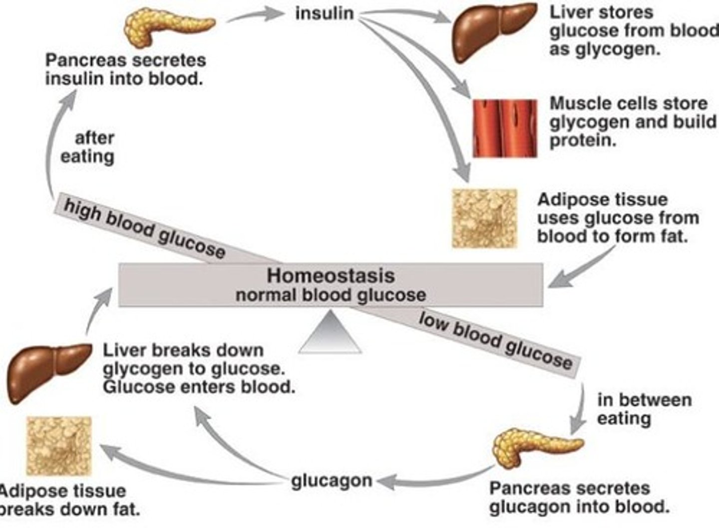 <p>Occurs due to pancreatic dysfunction affecting insulin.</p>
