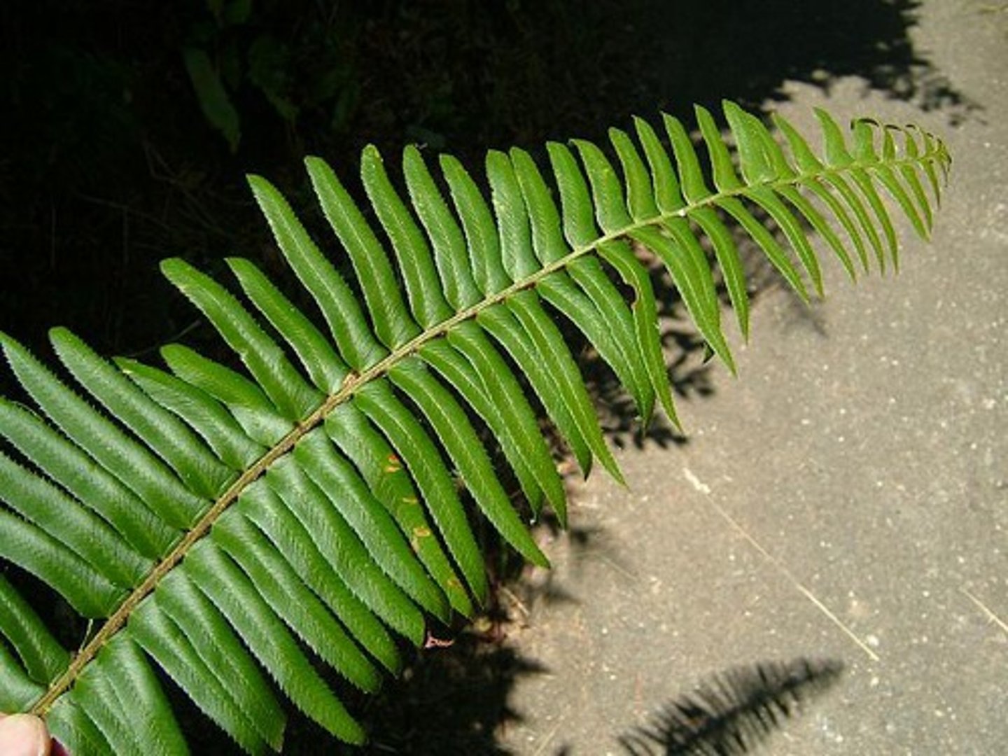 <p>leaf type with a divided leaf blade consisting of leaflets arranged on both sides of the midrib</p>