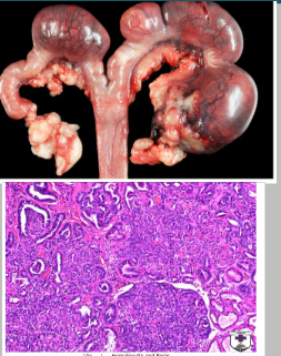 <p>What is this condition in the rabbit?</p>