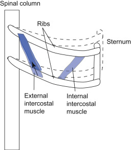 <p>Muscle fibers run away from sternum and towards head, facilitating the depression of the ribs during <u>exhalation</u>.</p>