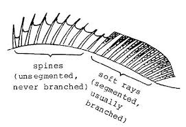 <p><span style="line-height: 115%;">Segmented and branched</span></p>