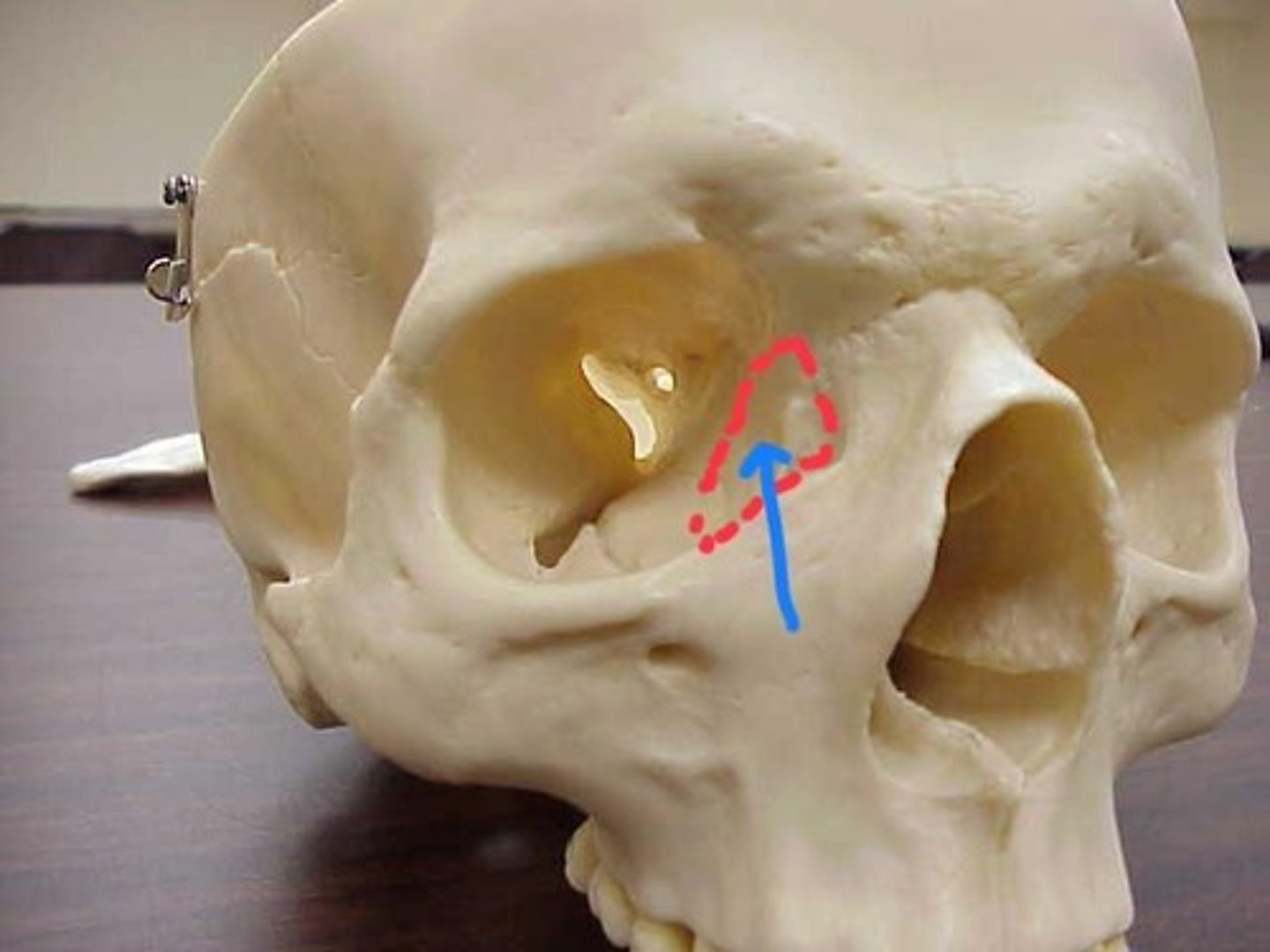 knowt flashcard image