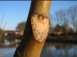 <p>the impression in a twig at the point where a leaf was attached </p>