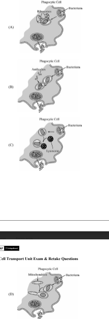 <p>A pathogenic bacterium has been engulfed by a phagocytic cell as part of the nonspecific (innate) immune response. Which of the following illustrations best represents the response?</p>