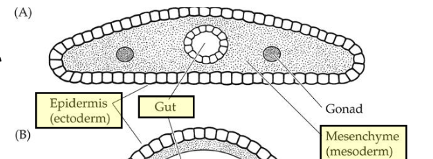 <ul><li><p>No cavity</p></li><li><p>Mesoderm forms solid mass of tissues</p><ul><li><p>Sometimes with small open spaces</p></li></ul></li></ul><p></p>