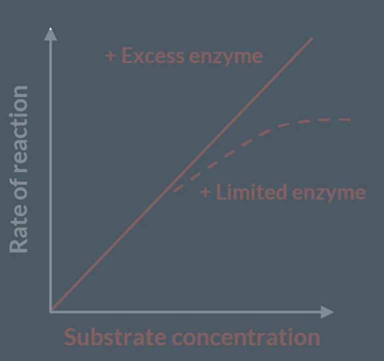 <p>Increasing substrate concentration, increases rate of reaction as there is higher successful collisions, so increase number of enzyme-substrate complexes. However, the reaction plateaus as the limiting factor is the enzyme concentrations. Now, there are more concentration of substrates, but all active sites are being used up.</p>