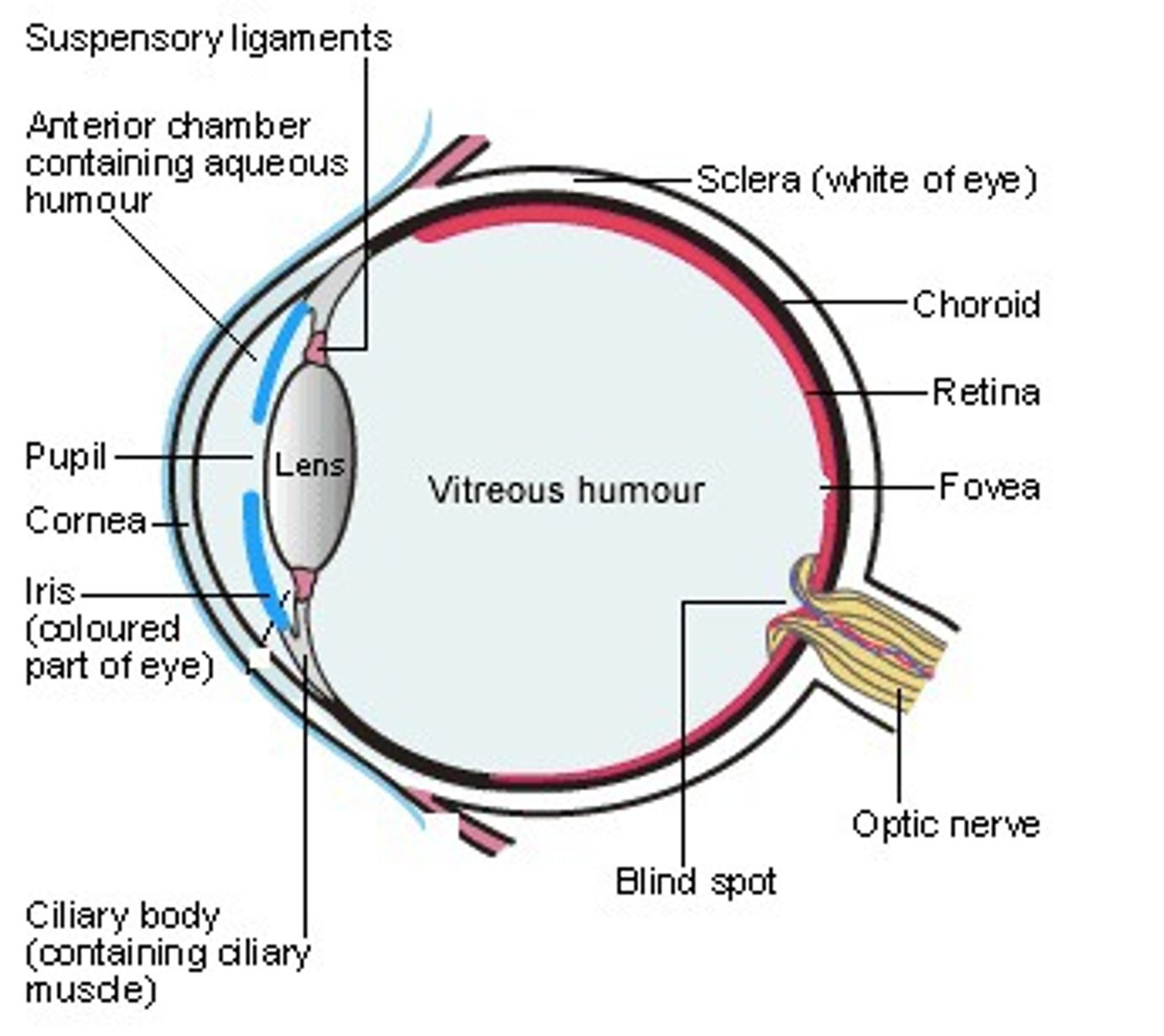 <p>a series of fibers that connect the ciliary body of the eye with the lens, holding it in place.</p>