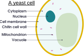 <p><span style="font-family: Arial, sans-serif">Fungi groups share some common features:</span></p><p><span style="font-family: Arial, sans-serif">They have the same basic cell structure, including a </span><strong><span style="font-family: Arial, sans-serif">cell wall</span></strong><span style="font-family: Arial, sans-serif"> made of </span><strong><span style="font-family: Arial, sans-serif">chitin</span></strong></p>