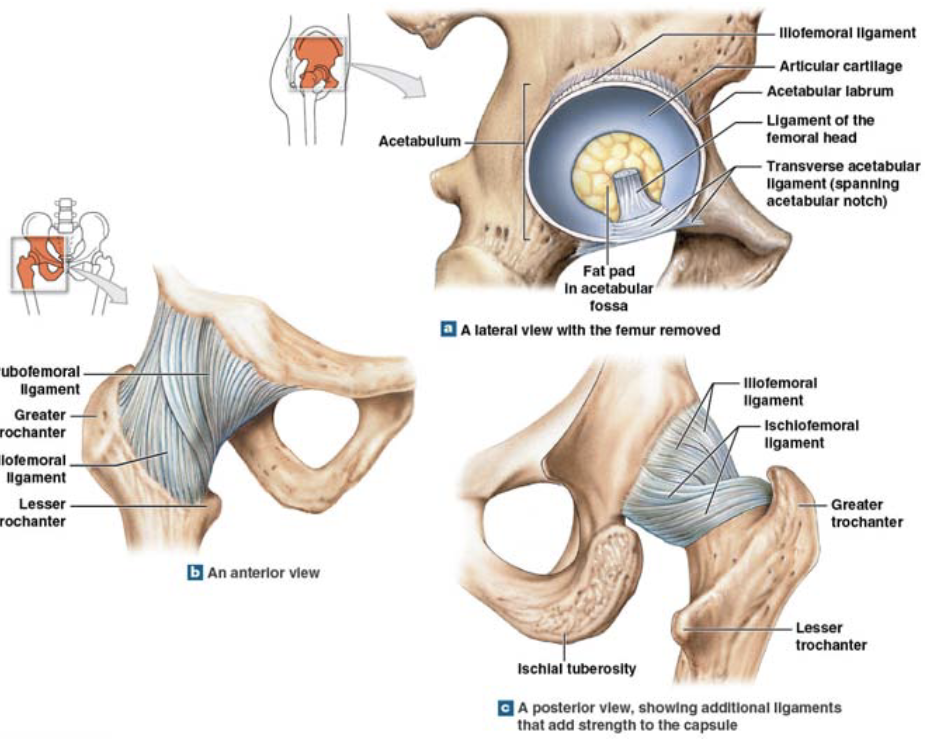 <p>hip joint</p>