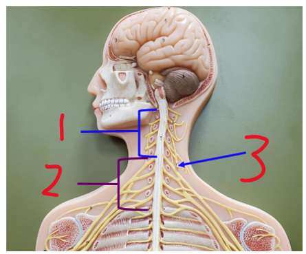 <p><span>Name the spinal nerve 3</span></p>