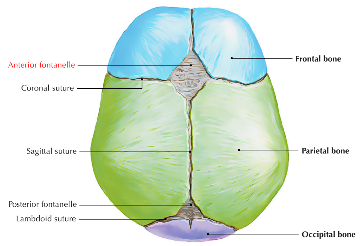 <p>Membrane filled spaces between bones on infant skulls</p><p>Anterior fontanelle closes after about 18 months</p>